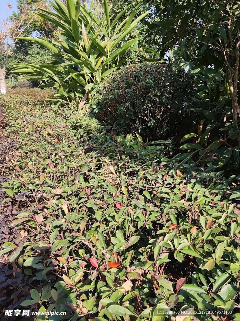 繁茂绿植覆盖的户外小径