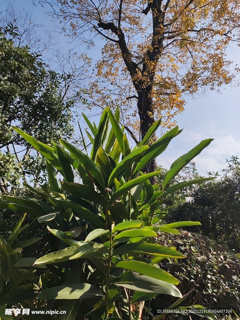 秋日绿植与树木景致