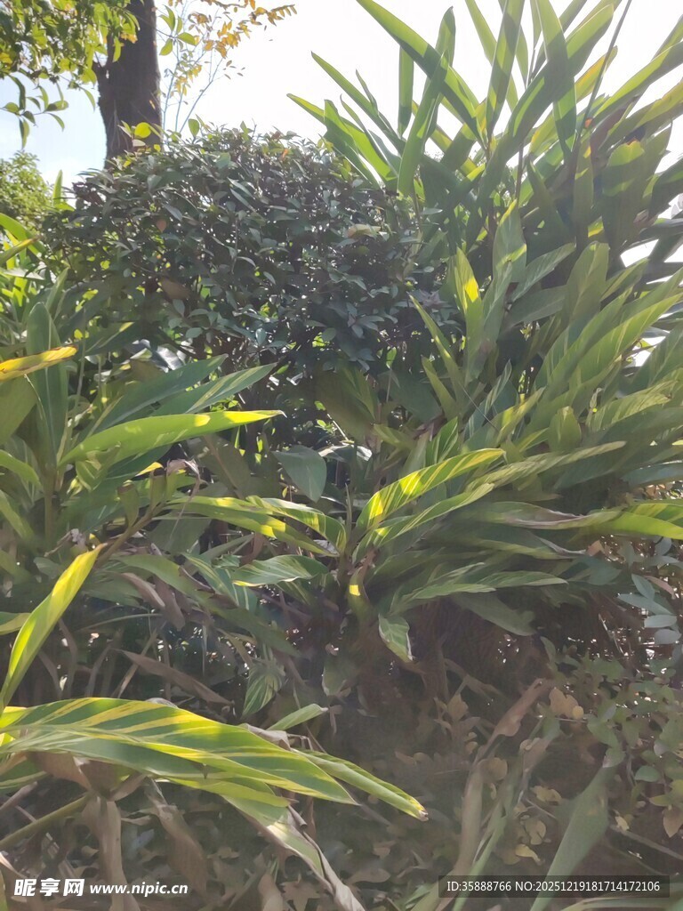 翠绿斑斓的热带植物景观