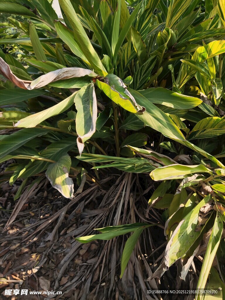 黄绿相间的植物叶片特写