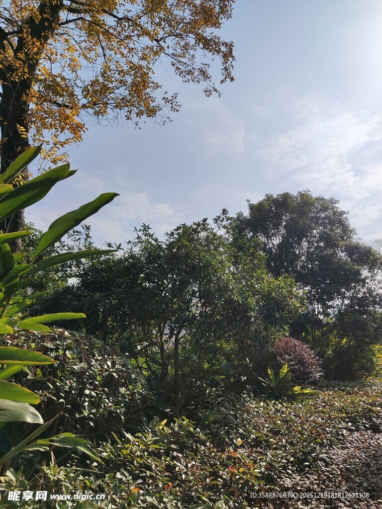 户外繁茂绿植景致