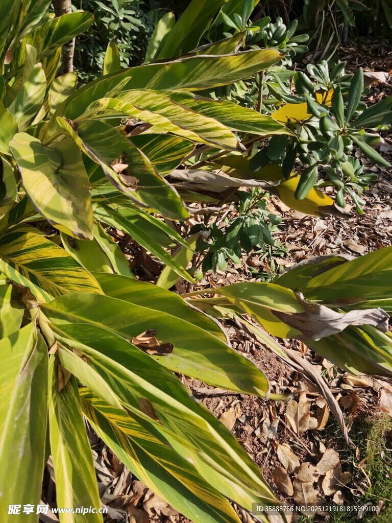 翠绿植物展现自然生机