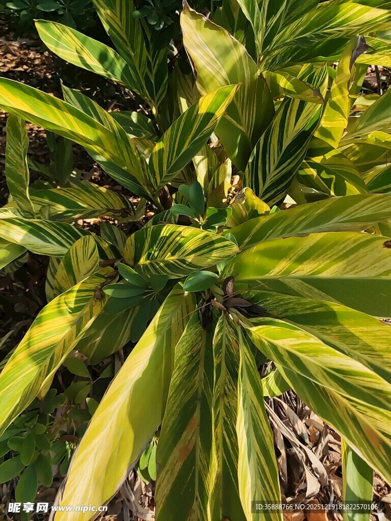 翠绿斑斓的热带植物叶片