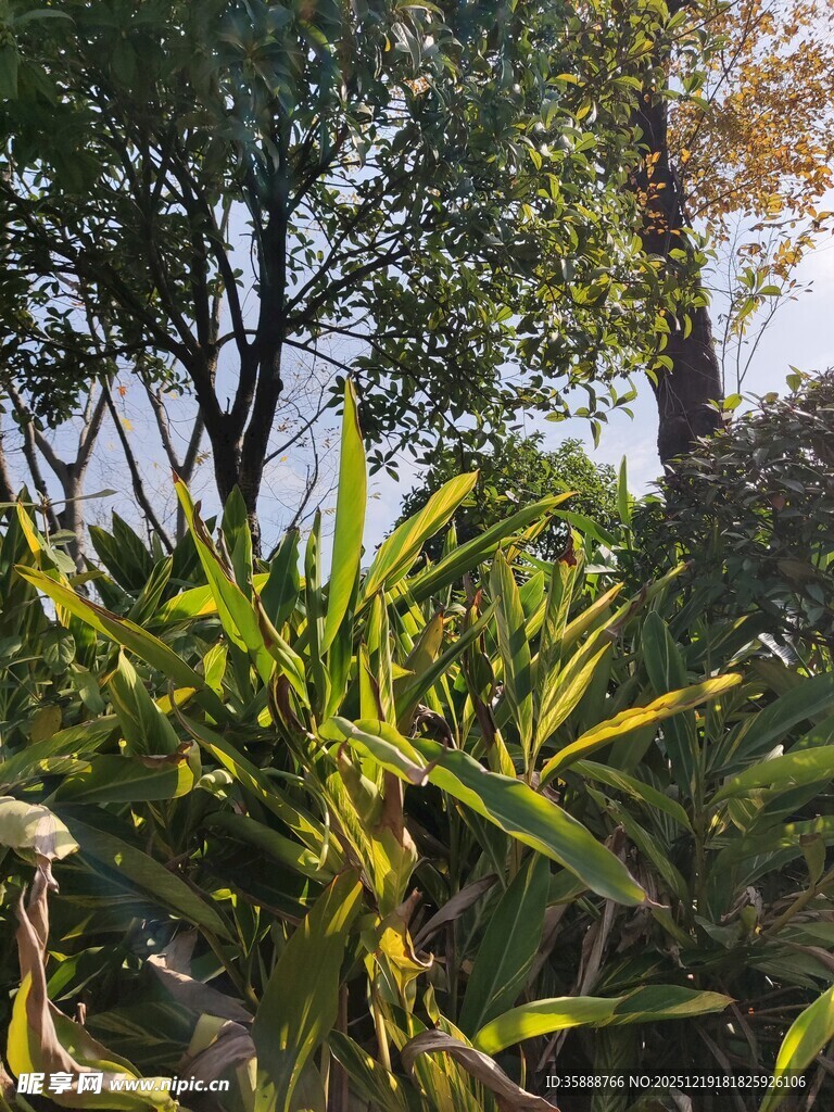 繁茂绿植林间自然景致