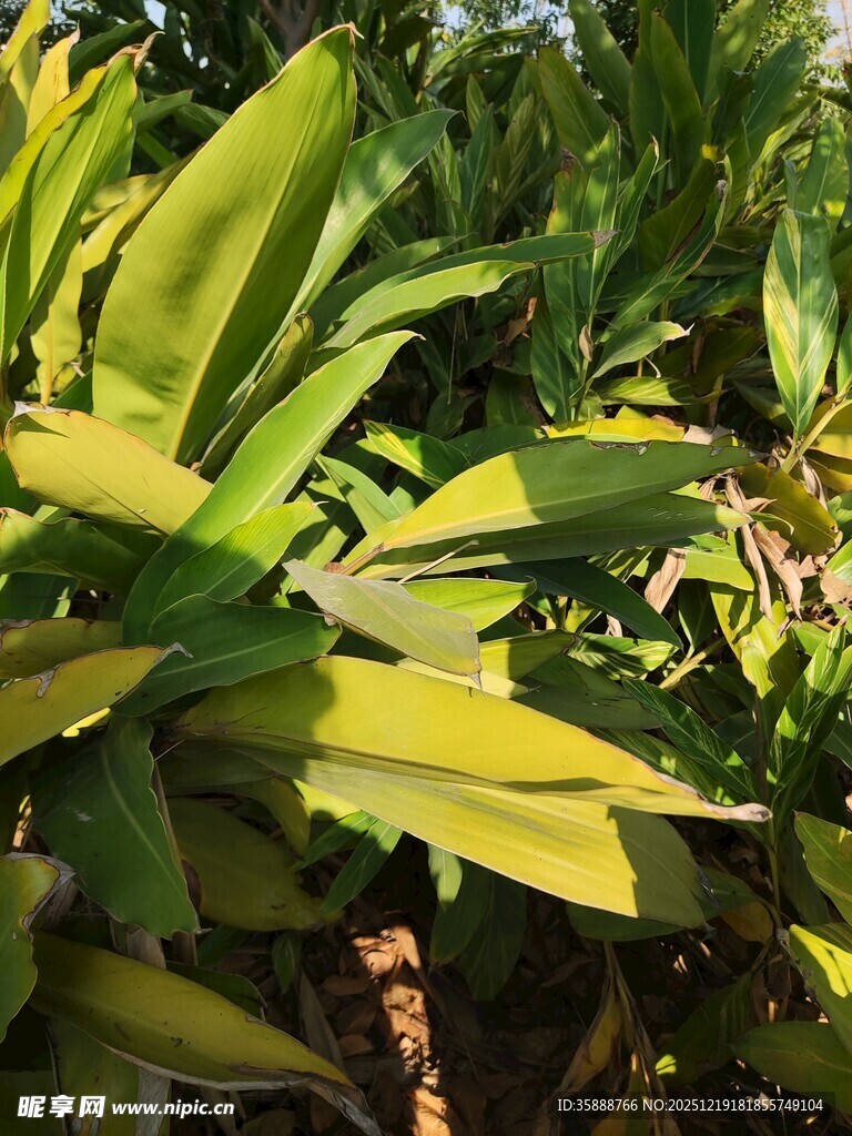 翠绿繁茂的热带植物叶片