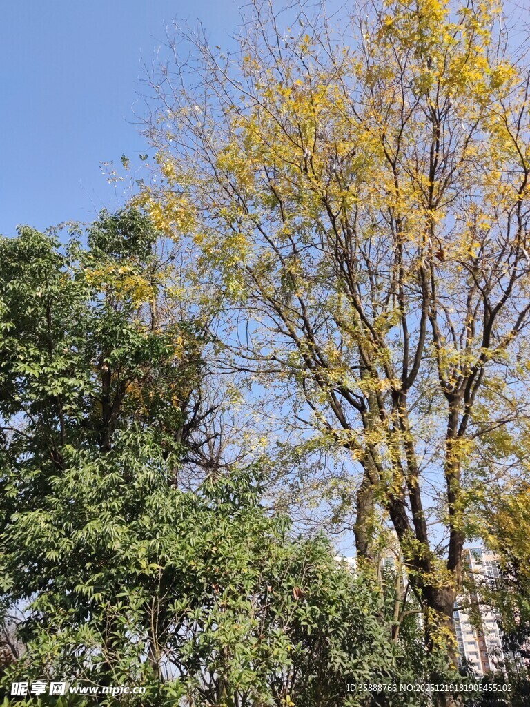 秋日林间黄叶树木景观