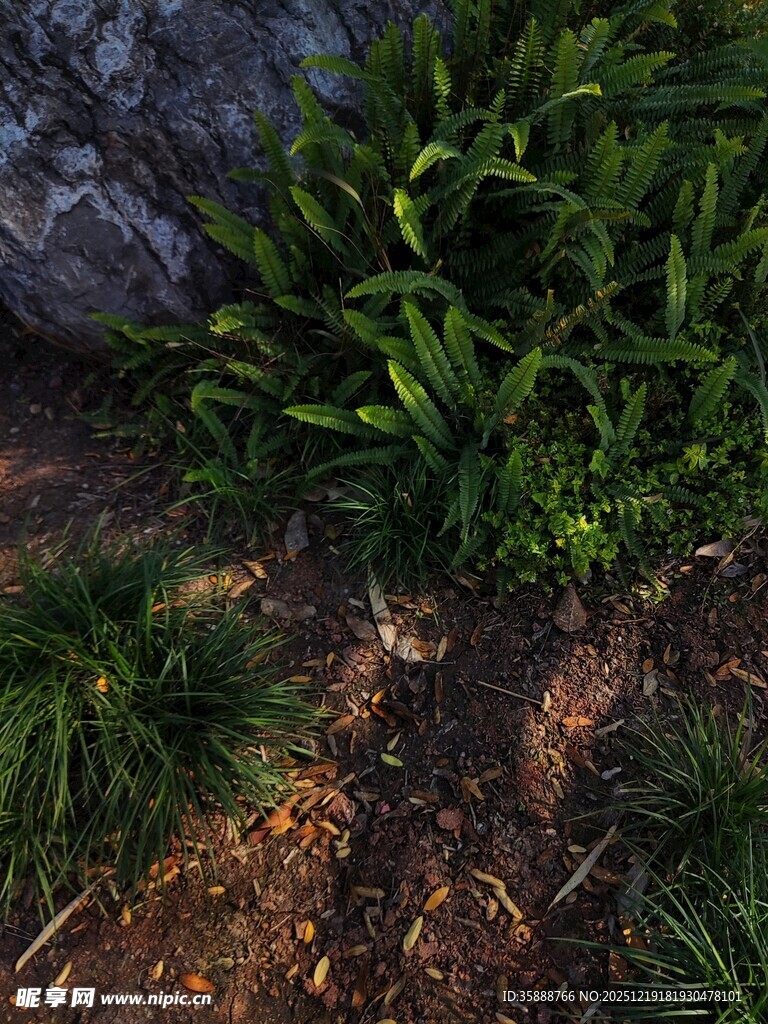 林间翠绿蕨类植物景观