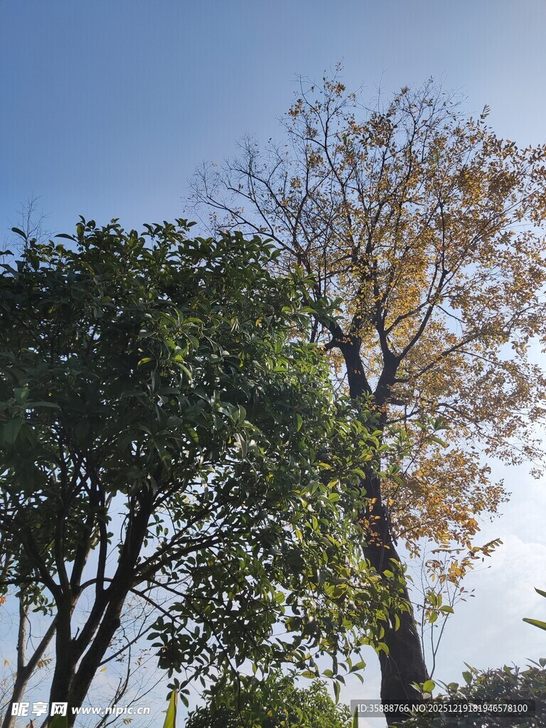 阳光下的绿树与蓝天