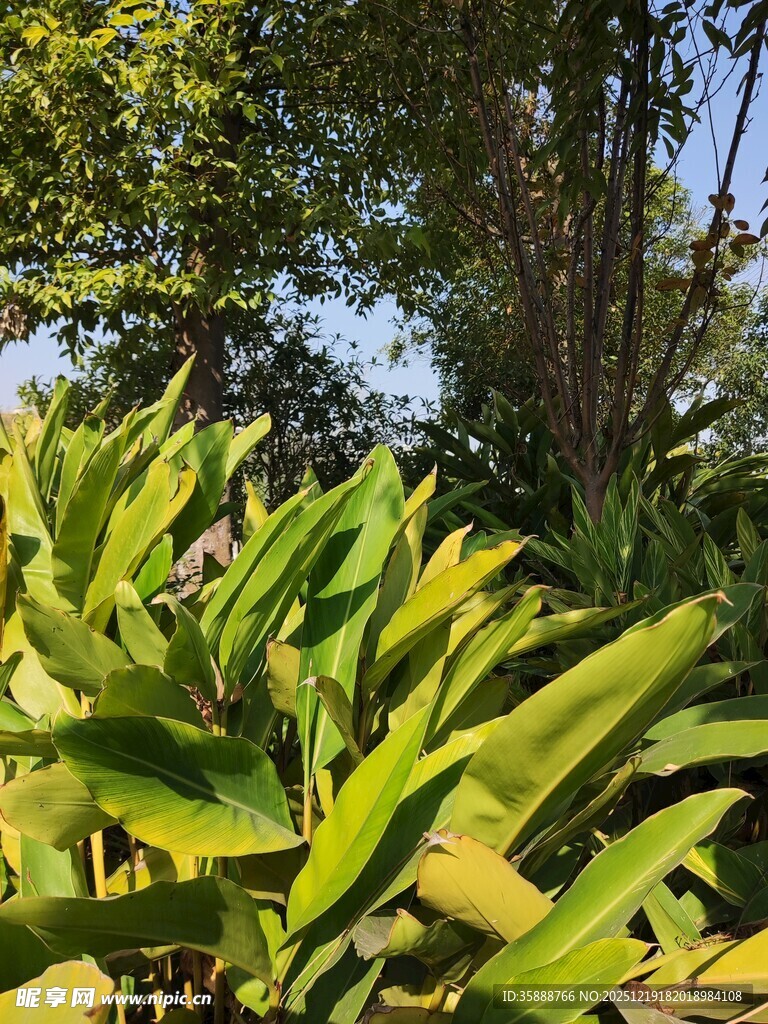 翠绿植物展现自然生机