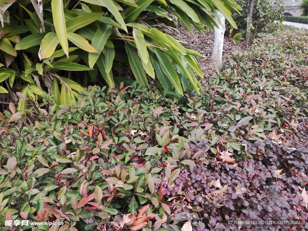 地面绿植与繁茂叶片景观