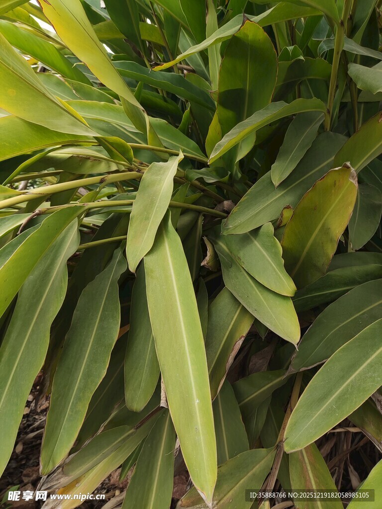 翠绿修长叶片的植物