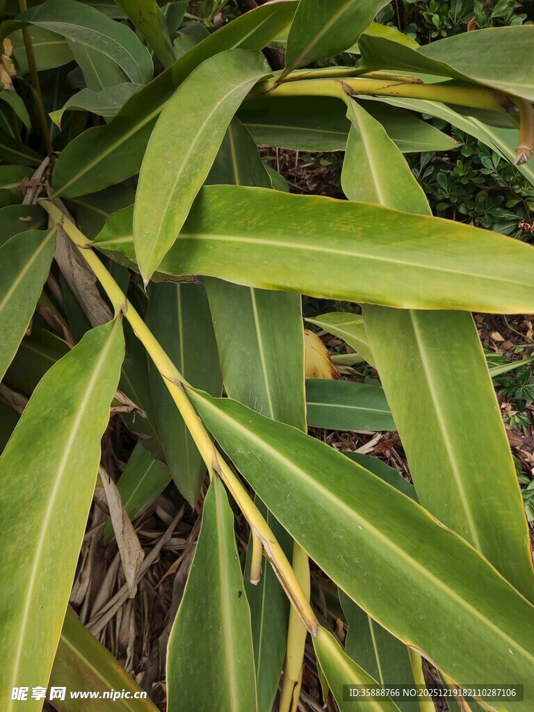 翠绿修长的植物叶片