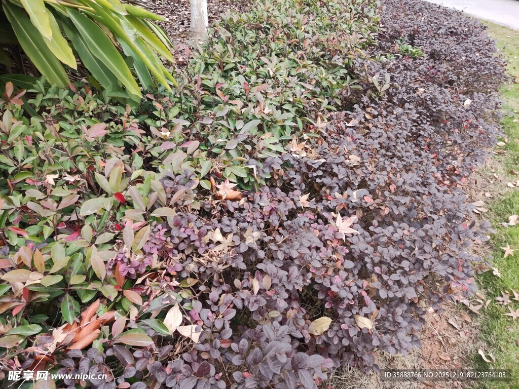 地面落叶堆积景象