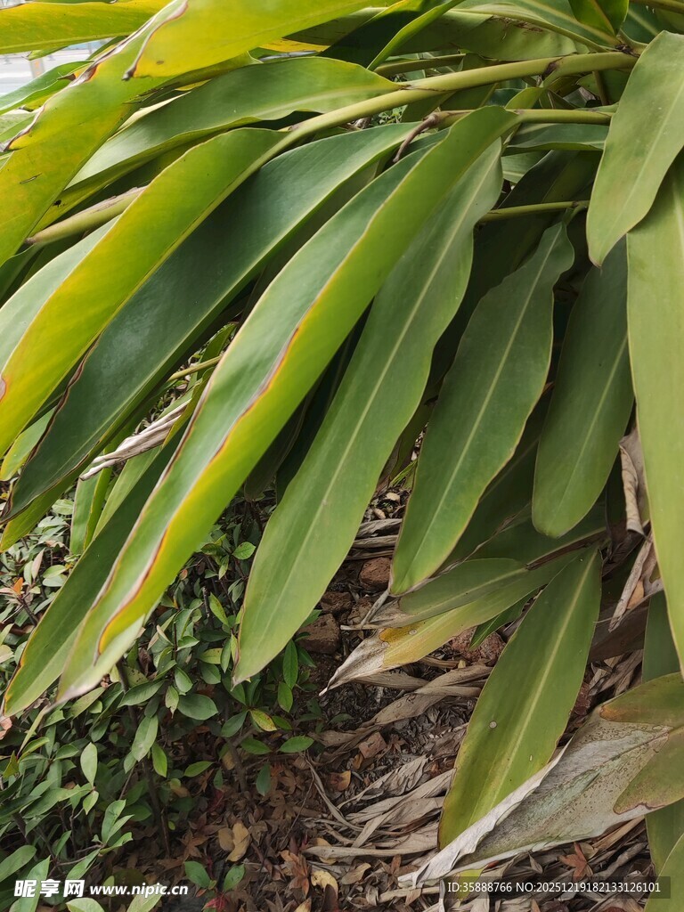 翠绿宽大的热带植物叶片