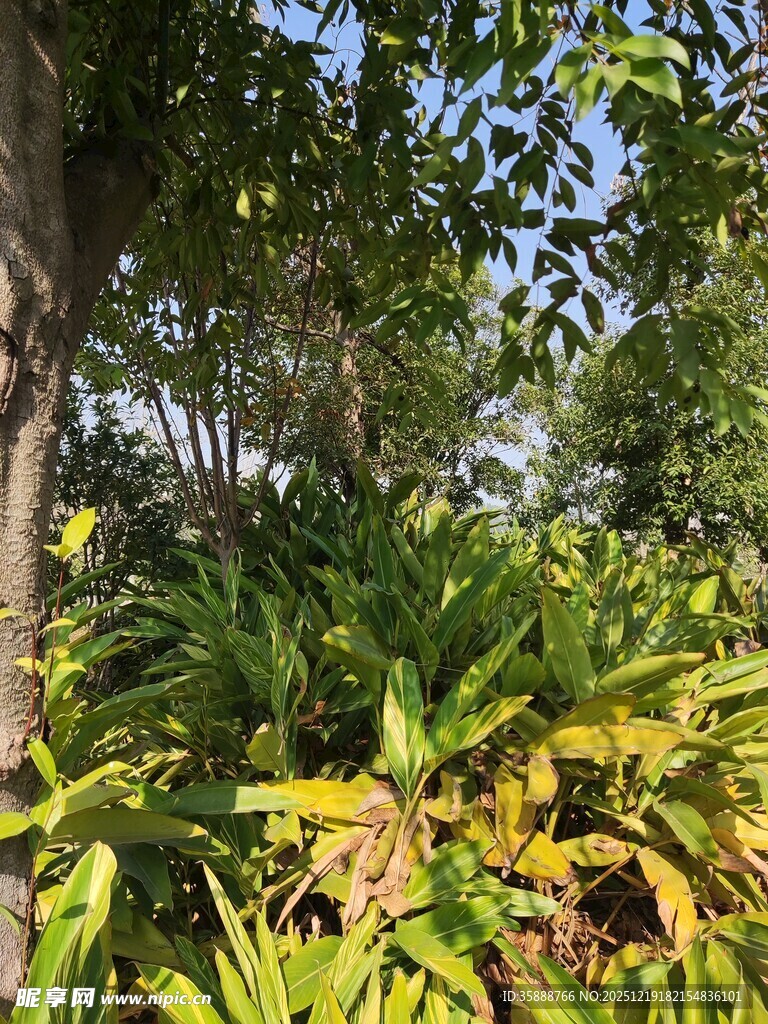 繁茂绿植林间自然景致