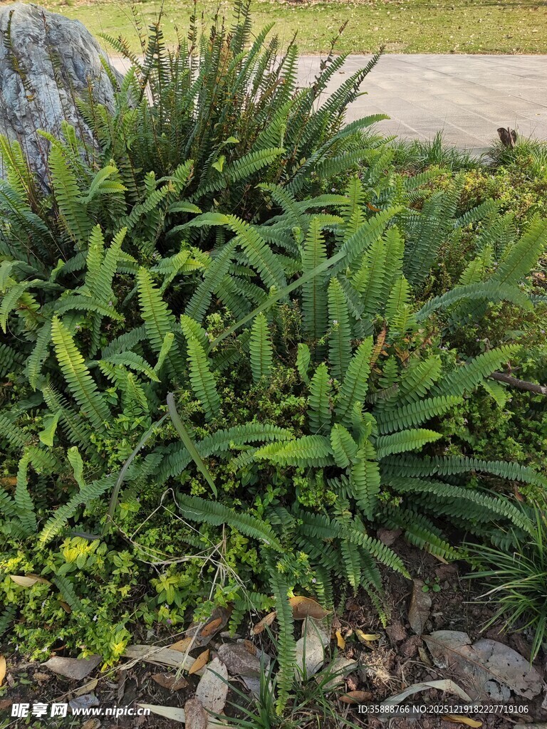 庭院中的翠绿植物