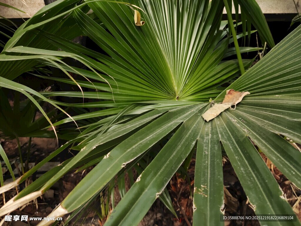 扇形棕榈叶特写