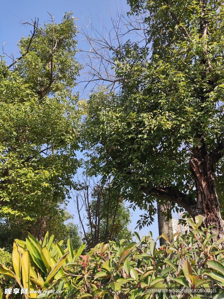 繁茂绿树与多彩植物景观