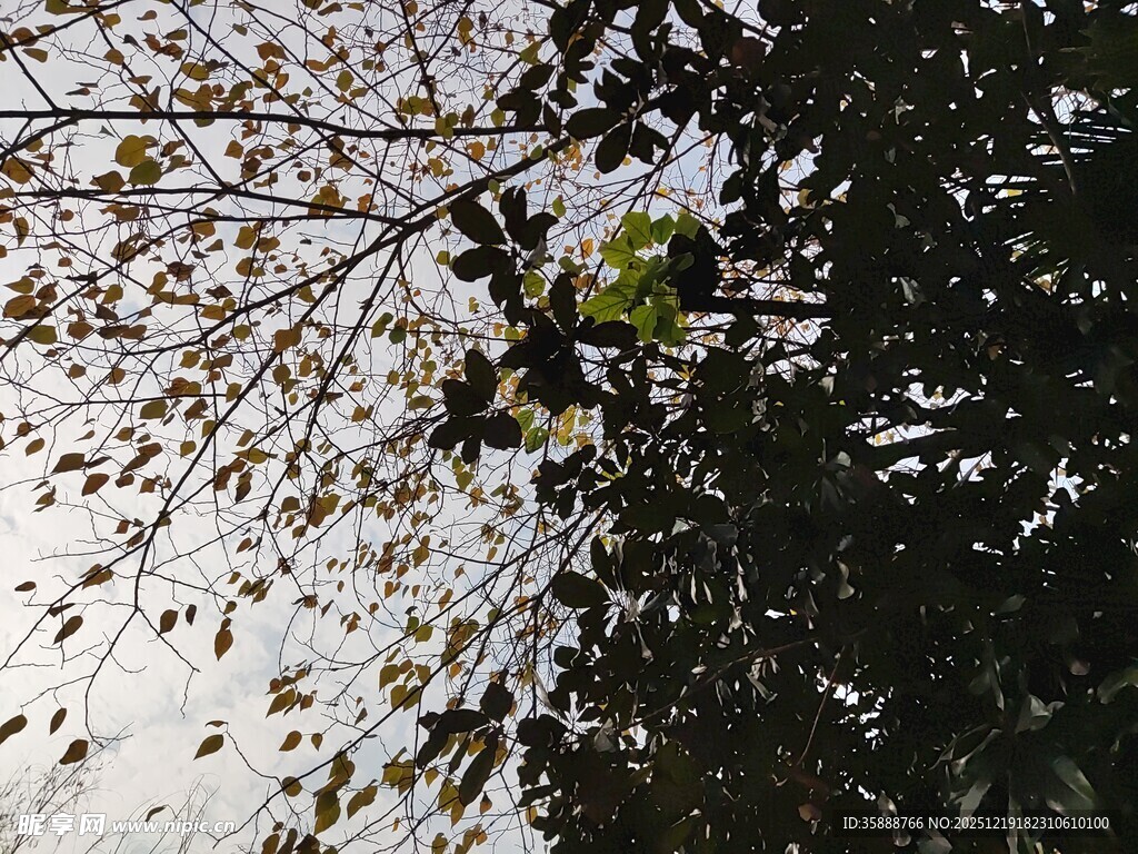 树枝上的稀疏叶片