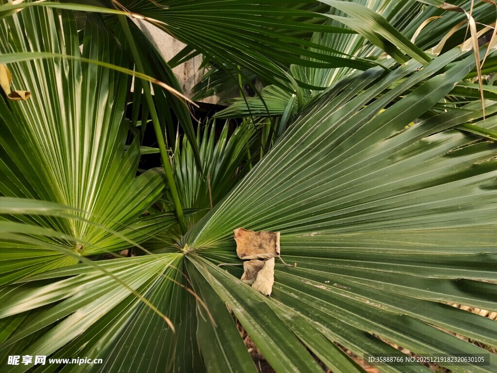 棕榈叶间的小鸟