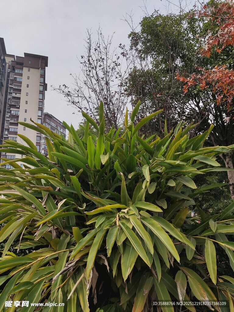 城市中葱郁的绿色植物