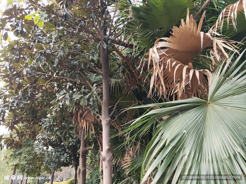 户外多样绿植景观