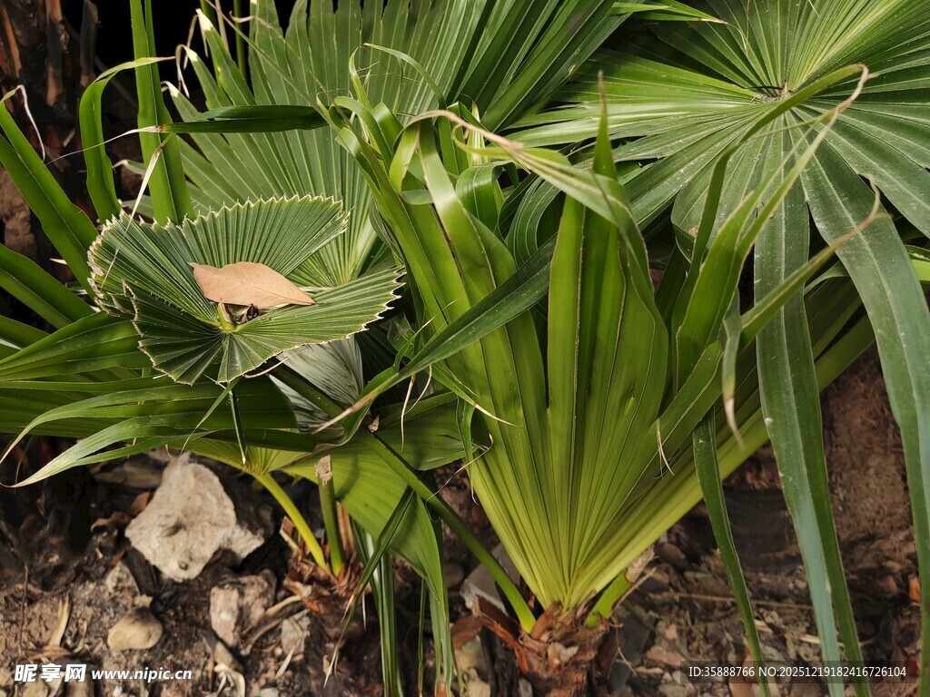 翠绿棕榈植物近景特写