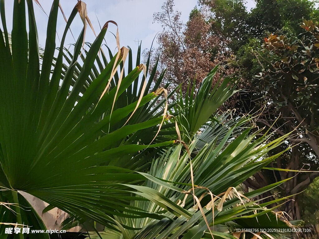 翠绿棕榈叶尽显自然生机