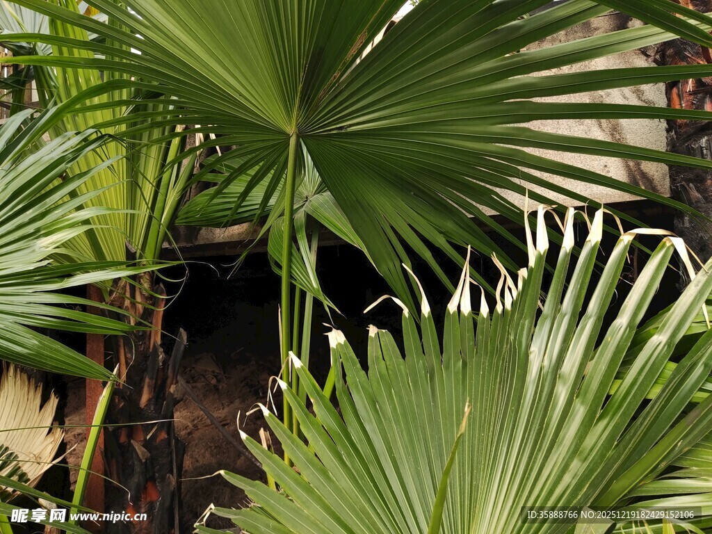 翠绿蒲葵叶片特写