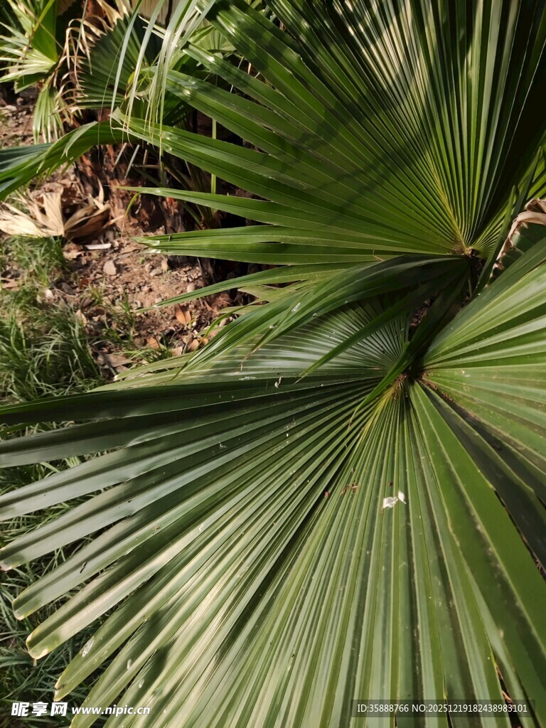 扇形棕榈叶特写