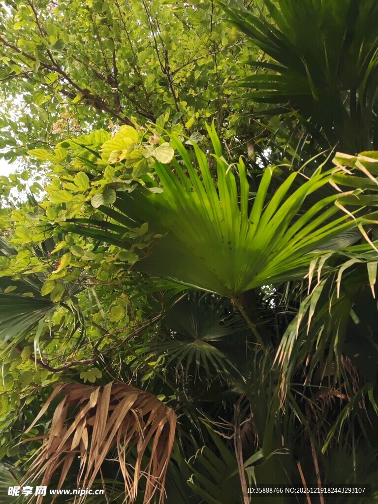热带绿植景观