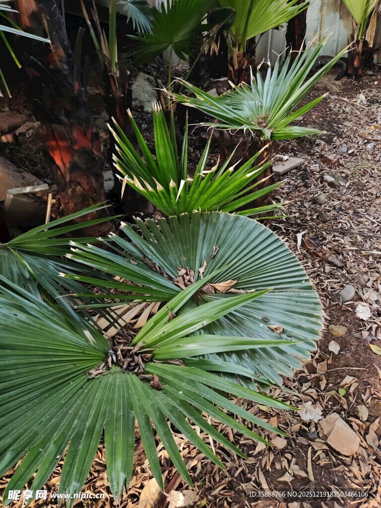 庭院中的翠绿扇形棕榈叶