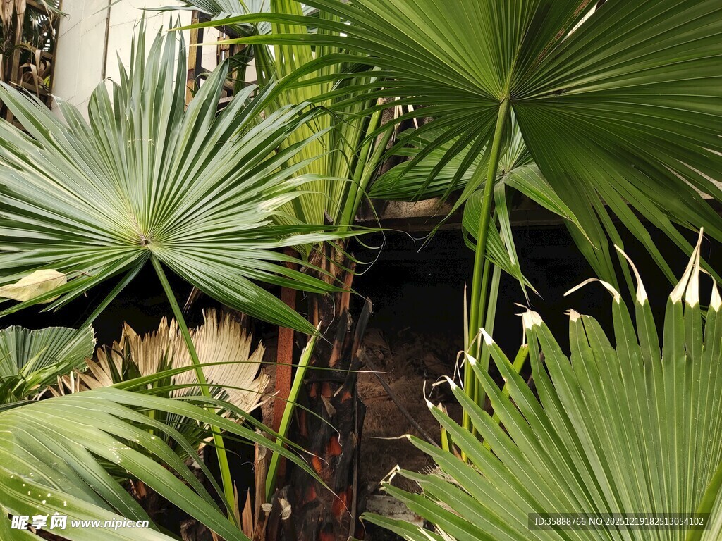 室内翠绿扇形棕榈植物