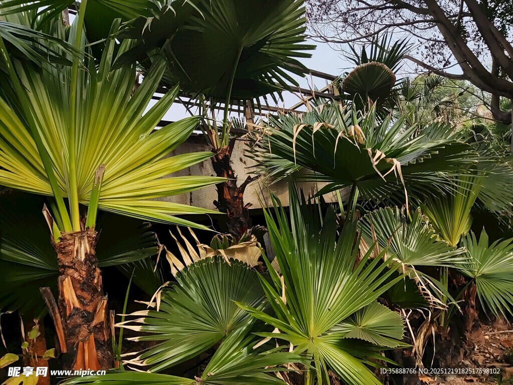 热带风情绿植景观