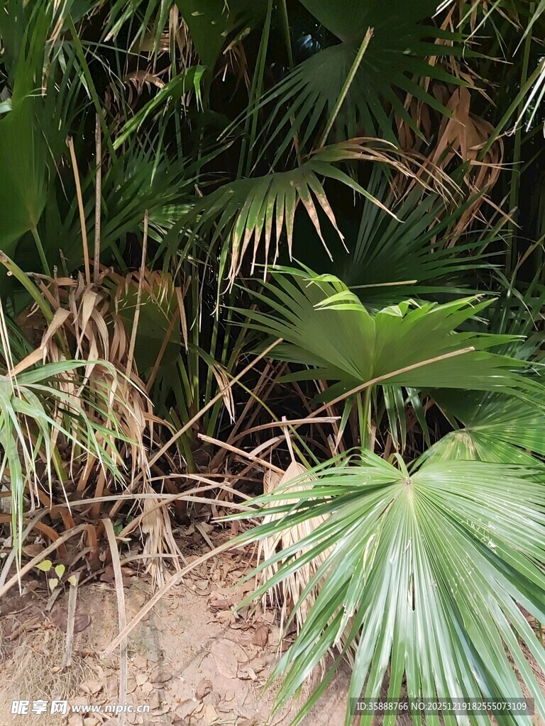 热带植物景观中的多样叶片