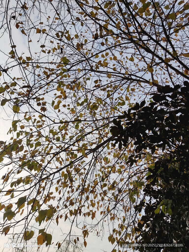 仰视树枝上的稀疏黄叶