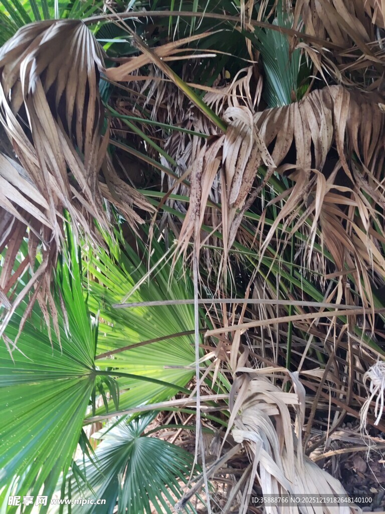 枯萎与生机并存的植物景观