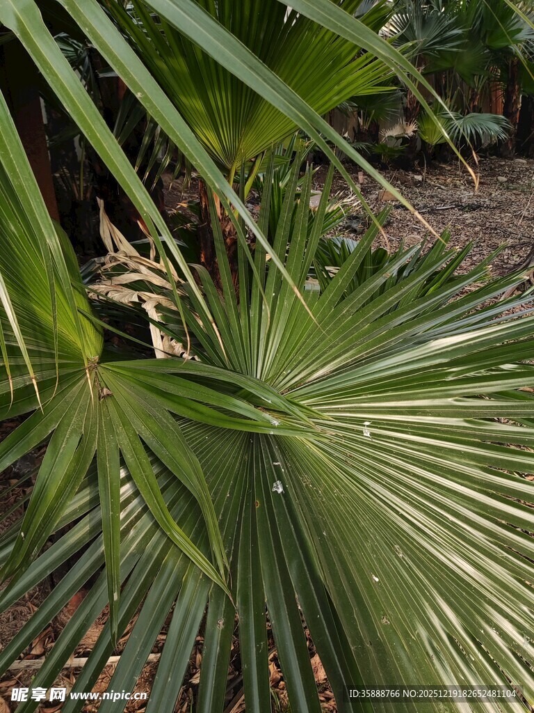 翠绿扇形棕榈叶特写