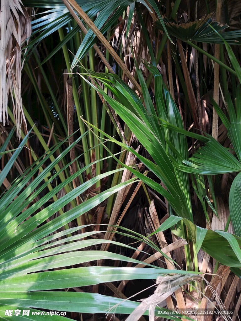 茂密丛林中的翠绿棕榈叶