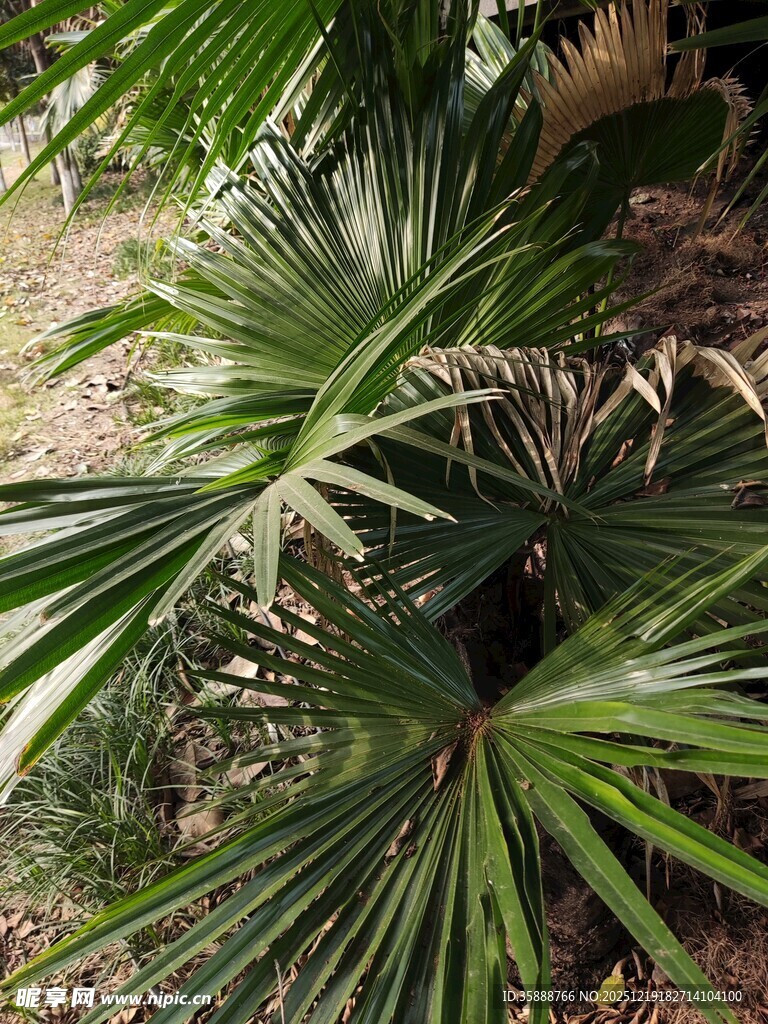 翠绿蒲葵叶片特写