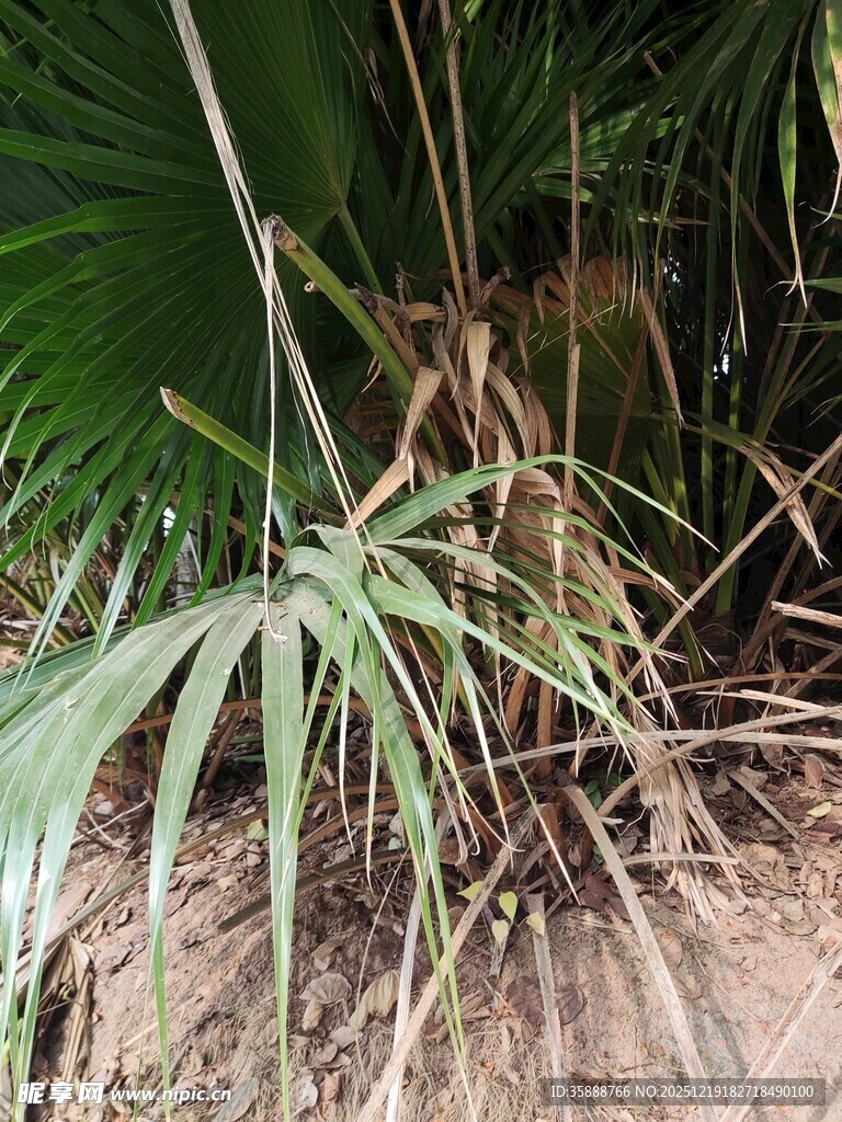 丛林中的翠绿植物