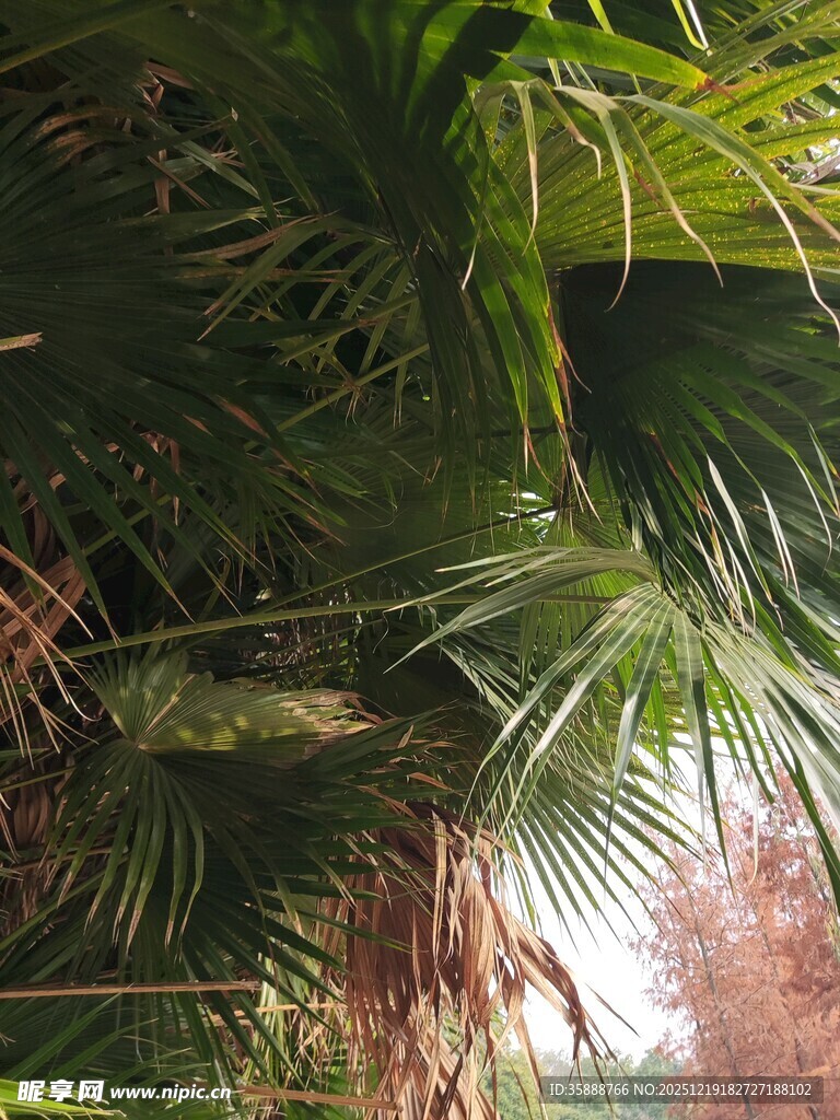 茂密棕榈枝叶景观