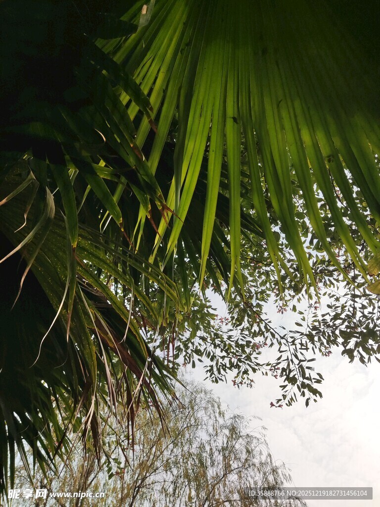 仰视下的翠绿棕榈叶