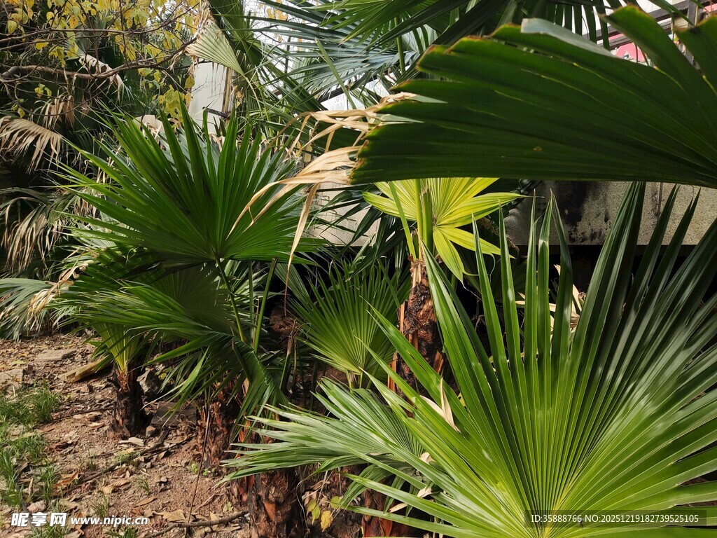 热带棕榈植物景观
