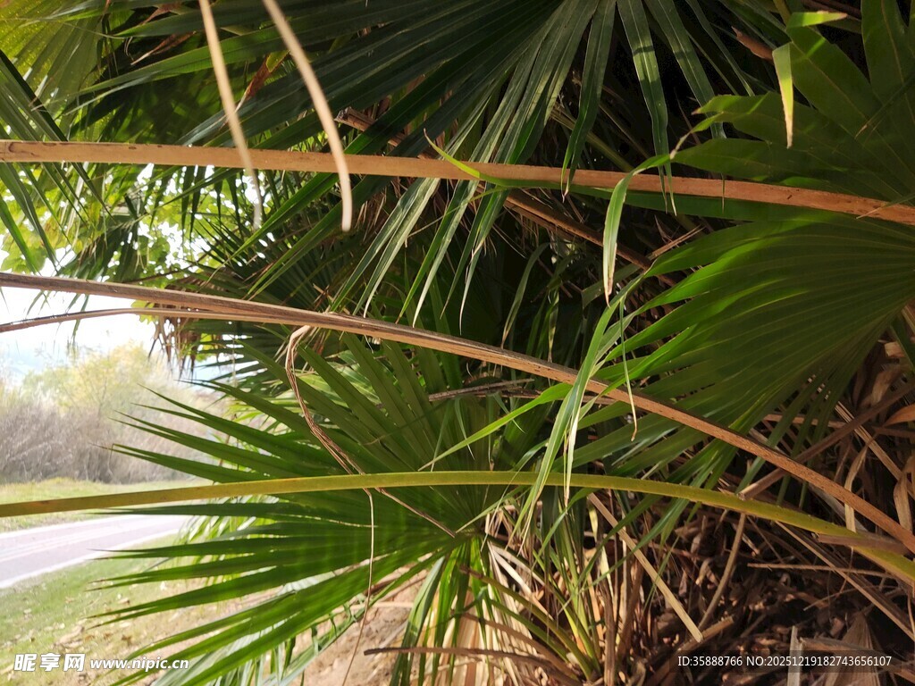 阳光下的翠绿棕榈叶