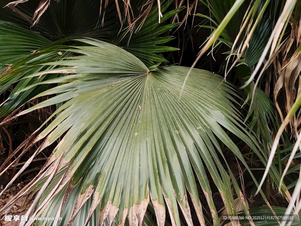 扇形棕榈叶特写