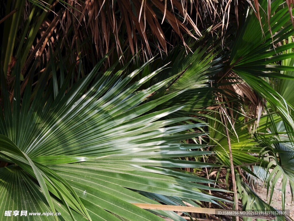 翠绿棕榈叶的自然景致