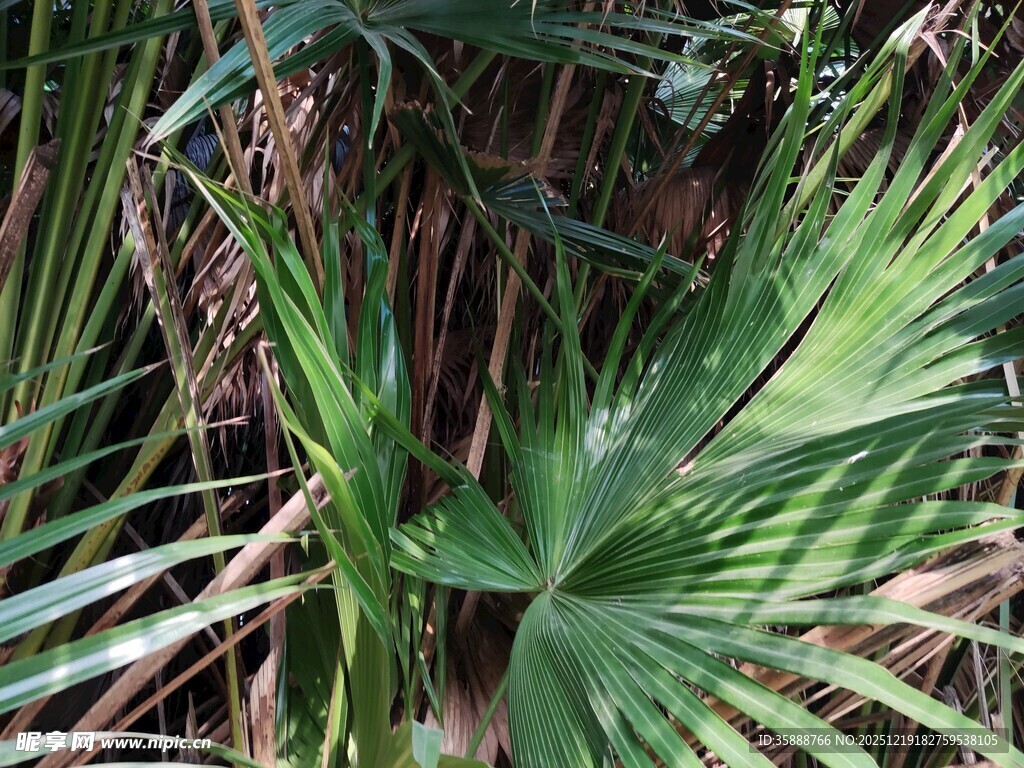 翠绿棕榈叶自然清新景致