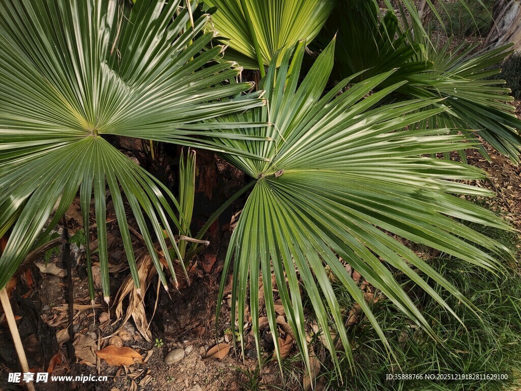 扇形棕榈叶植物特写