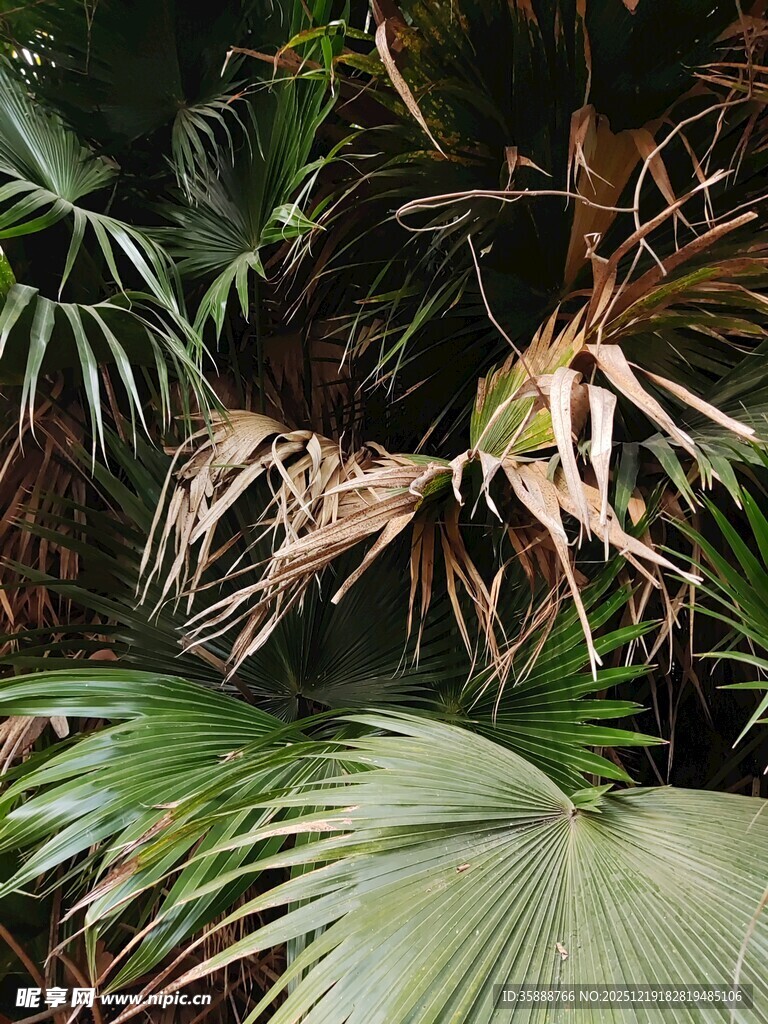 热带植物景观特写